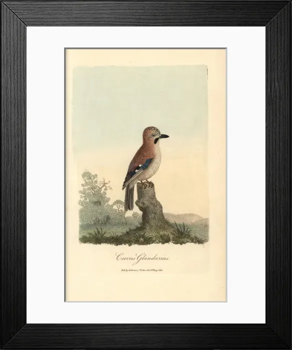 Framed Print : Eurasian jay, Corvus glandarius, Garrulus glandarius Framed Print : Eurasian jay, Corvus glandarius, Garrulus glandarius
