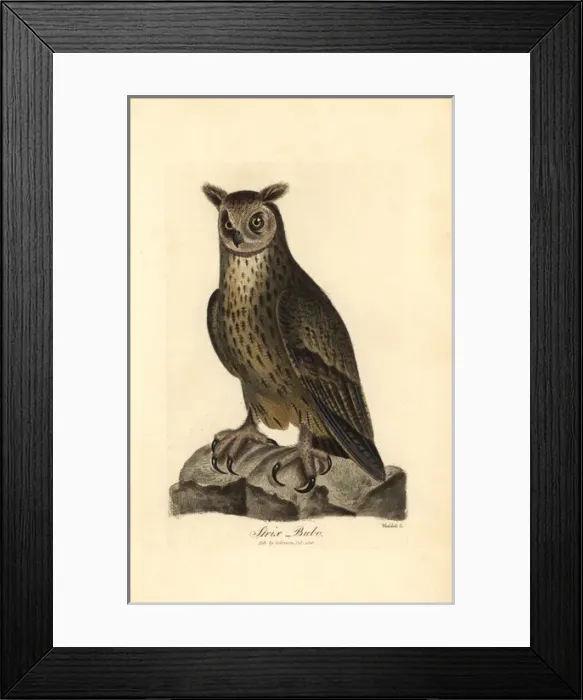 Framed Print : Eagle owl, Bubo bubo Framed Print : Eagle owl, Bubo bubo
