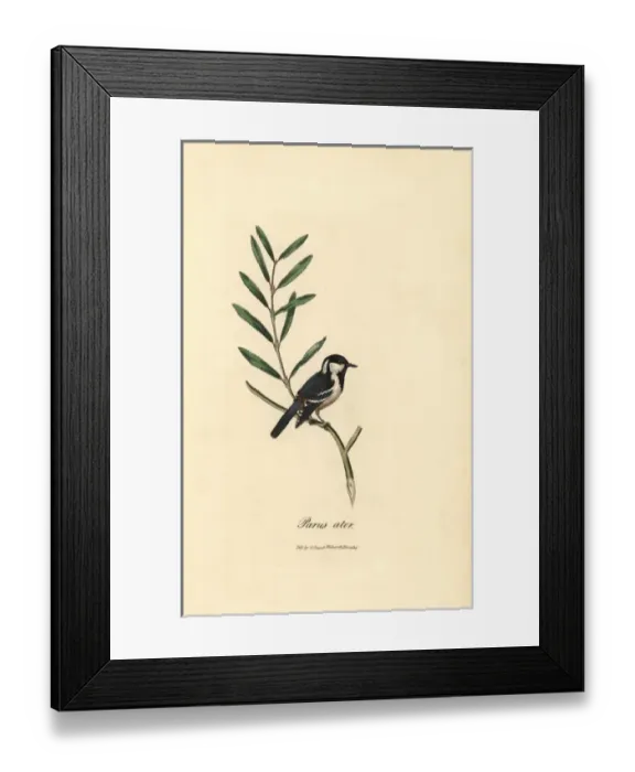 Framed Print : Coal tit, Periparus ater Framed Print : Coal tit, Periparus ater