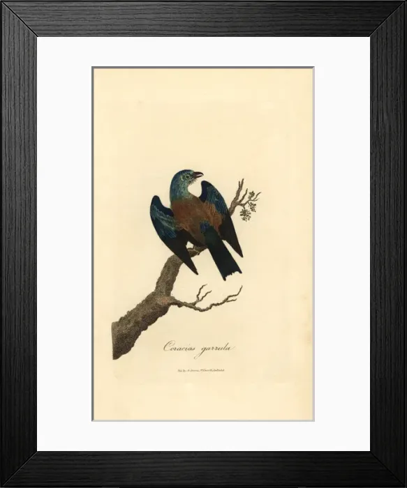 Framed Print : European roller, Coracias garrulus Framed Print : European roller, Coracias garrulus