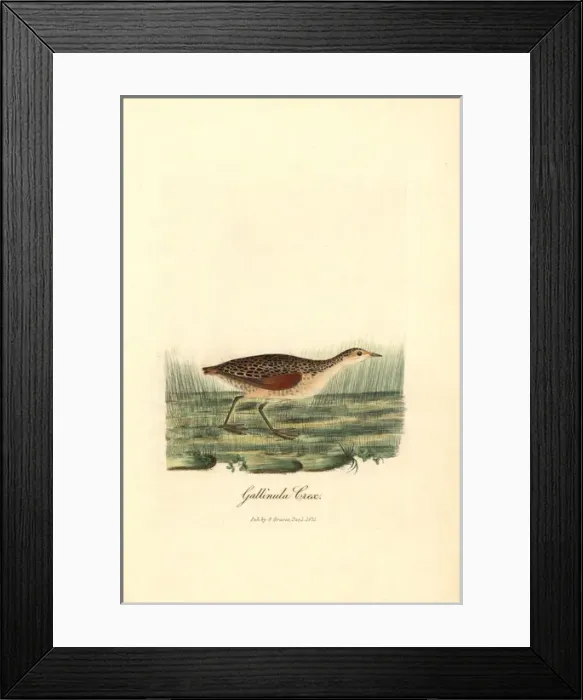 Framed Print : Corn crake, Crex crex Framed Print : Corn crake, Crex crex
