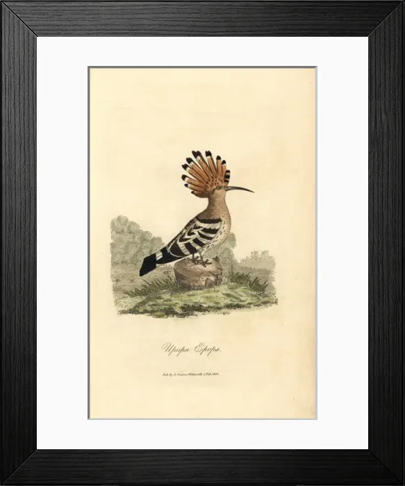 Framed Print : Hoopoe, Upupa epops Framed Print : Hoopoe, Upupa epops