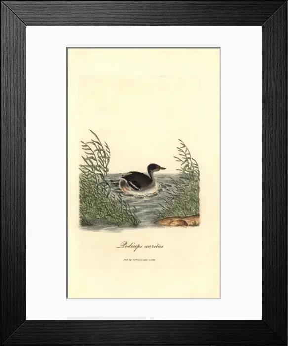 Framed Print : Horned grebe, Podiceps auritus Framed Print : Horned grebe, Podiceps auritus
