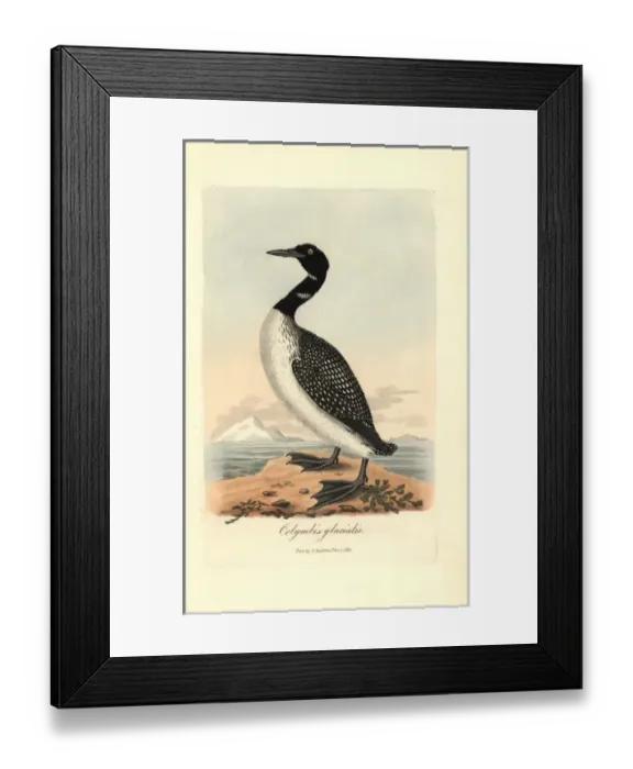 Framed Print : Great northern diver or loon, Gavia immer