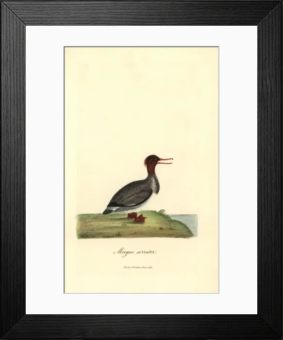 Framed Print : Red-breasted merganser (female), Mergus serrator Framed Print : Red-breasted merganser (female), Mergus serrator