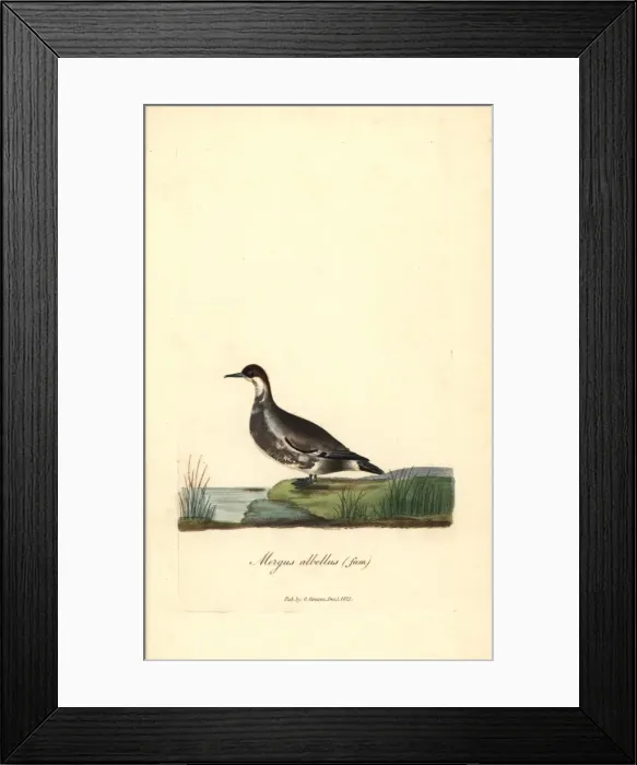 Framed Print : Smew (female), Mergus albellus Framed Print : Smew (female), Mergus albellus