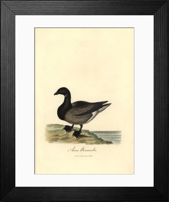 Framed Print : Brent goose, Branta bernicla Framed Print : Brent goose, Branta bernicla