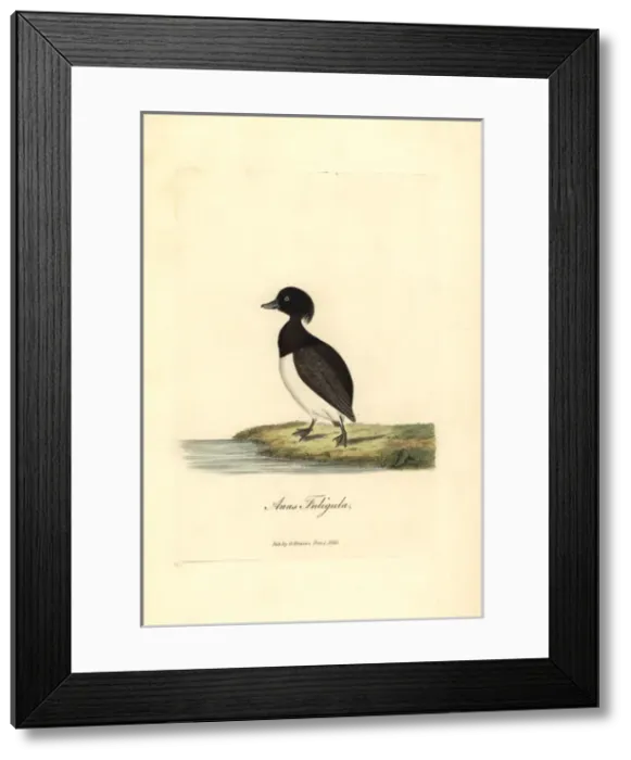 Framed Print : Tufted duck, Aythya fuligula Framed Print : Tufted duck, Aythya fuligula