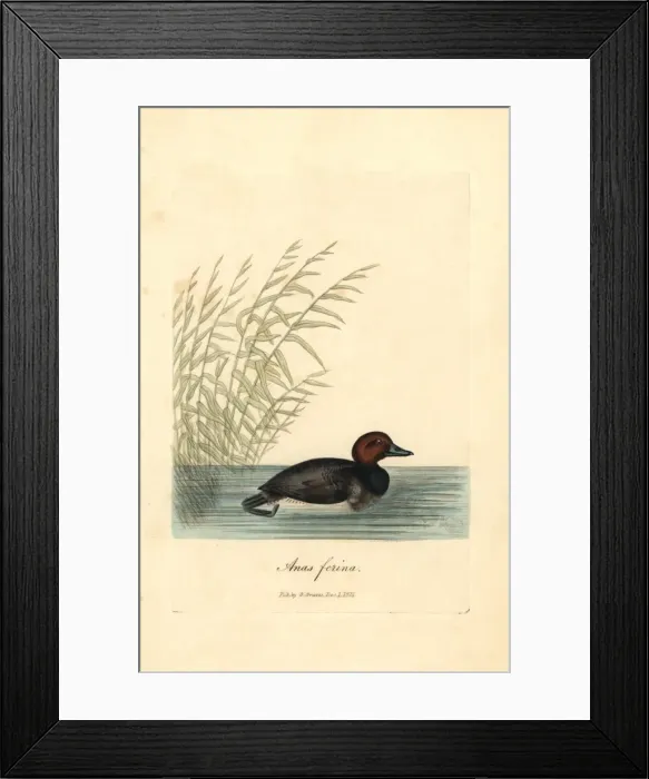 Framed Print : Common pochard, Aythya ferina Framed Print : Common pochard, Aythya ferina