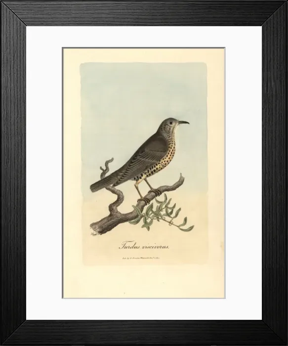 Framed Print : Misseltoe thrush, Mistle thrush, Turdus viscivorus Framed Print : Misseltoe thrush, Mistle thrush, Turdus viscivorus