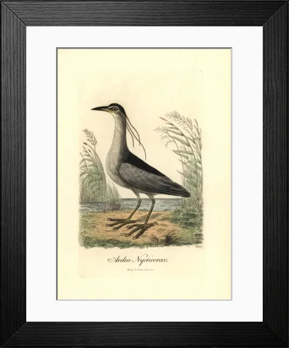 Framed Print : Black-crowned night heron, Nycticorax nycticorax Framed Print : Black-crowned night heron, Nycticorax nycticorax