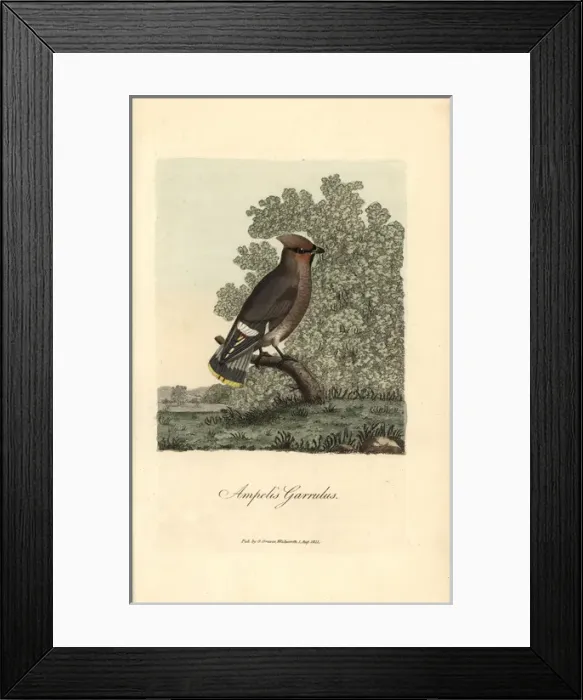 Framed Print : Bohemian chatterer, Ampelis garrulus, Bohemian Framed Print : Bohemian chatterer, Ampelis garrulus, Bohemian