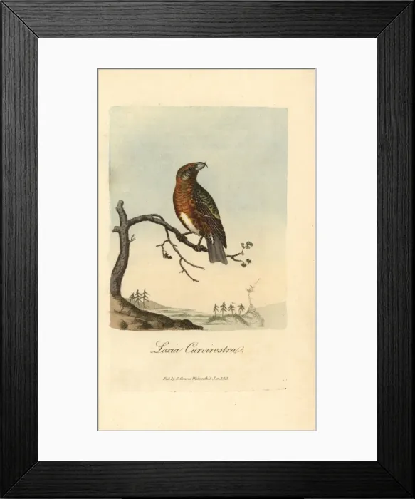 Framed Print : Common crossbill, Loxia curvirostra Framed Print : Common crossbill, Loxia curvirostra
