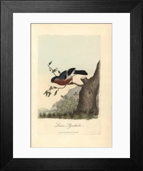 Framed Print : Bulfinch, Eurasian bullfinch, Loxia pyrrhula Framed Print : Bulfinch, Eurasian bullfinch, Loxia pyrrhula