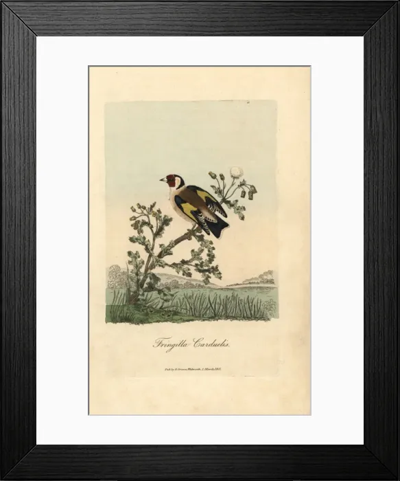 Framed Print : Goldfinch, Fringilla carduelis, Carduelis Carduelis Framed Print : Goldfinch, Fringilla carduelis, Carduelis Carduelis