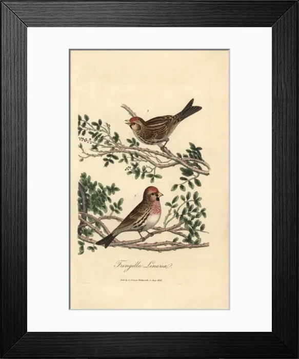 Framed Print : Lesser redpole, Fringilla linaria, Lesser redpoll Framed Print : Lesser redpole, Fringilla linaria, Lesser redpoll
