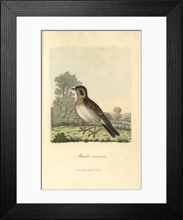 Framed Print : Common goldeneye, Bucephala clangula Framed Print : Common goldeneye, Bucephala clangula