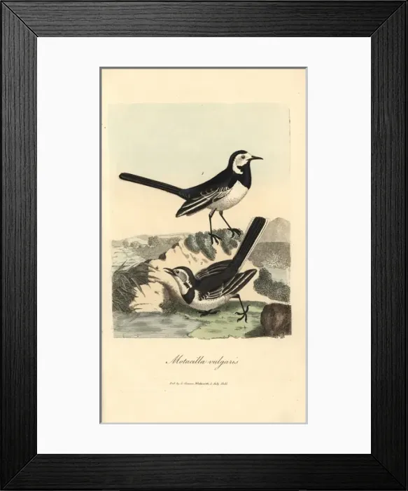 Framed Print : Common wagtail, Motacilla vulgaris, White wagtail Framed Print : Common wagtail, Motacilla vulgaris, White wagtail
