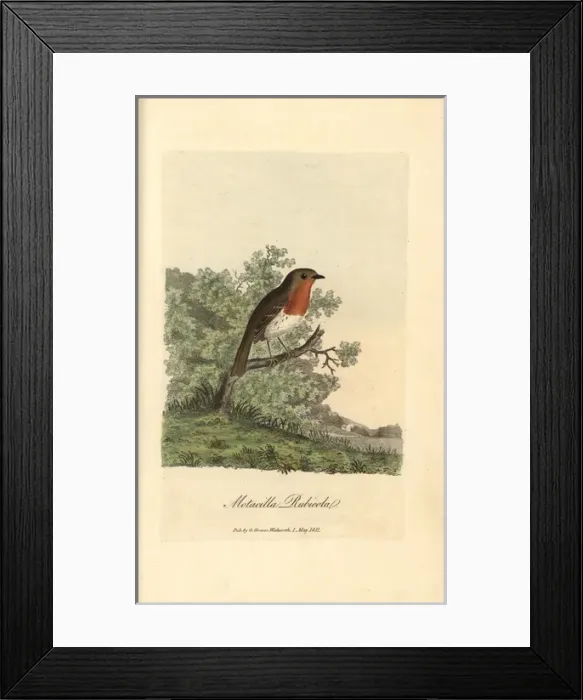Framed Print : Yellow bunting, Yellowhammer, Emberiza citrinella Framed Print : Yellow bunting, Yellowhammer, Emberiza citrinella