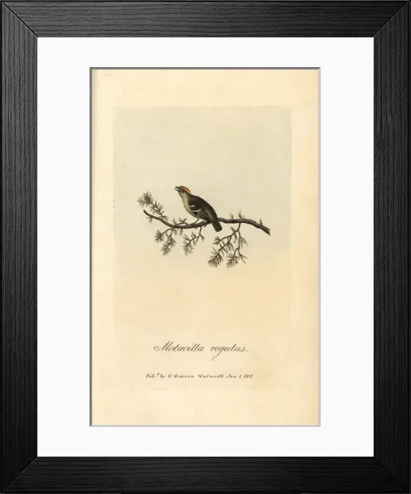 Framed Print : Golden crested wren, Sylvia regulus, Motacilla Framed Print : Golden crested wren, Sylvia regulus, Motacilla
