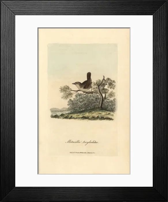 Framed Print : Wren, Motacilla troglodites, Troglodytes troglodytes