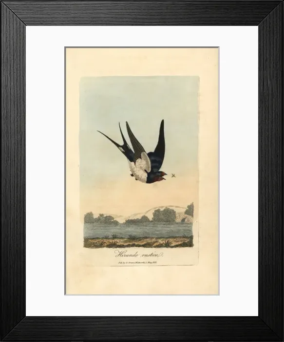 Framed Print : Chimney swallow, Barn swallow, Hirundo rustica Framed Print : Chimney swallow, Barn swallow, Hirundo rustica