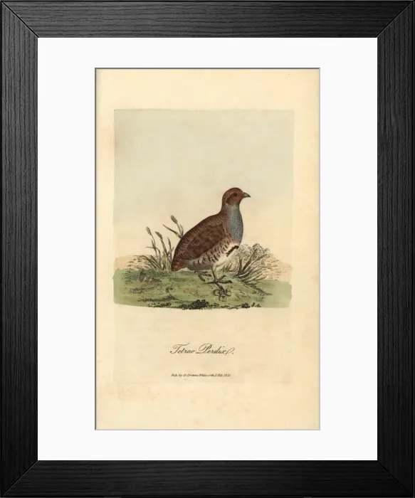 Framed Print : Grey or English partridge, Tetrao perdix, Perdix perdix Framed Print : Grey or English partridge, Tetrao perdix, Perdix perdix