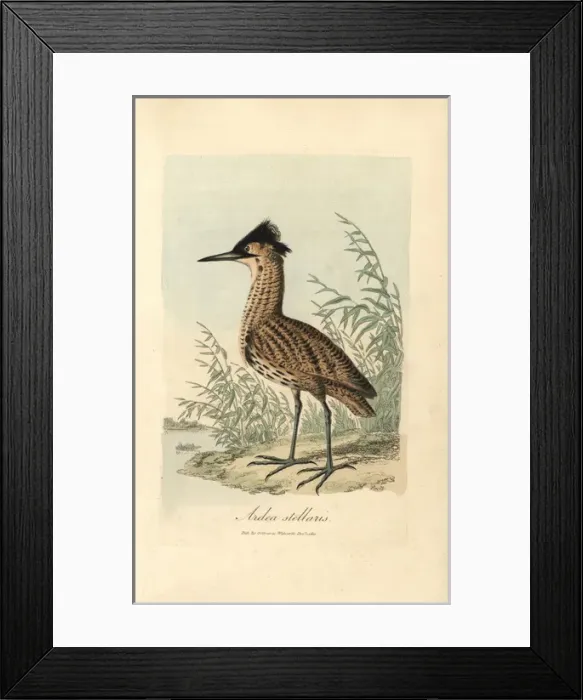 Framed Print : Bittern, Ardea stellaris, Botaurus stellaris Framed Print : Bittern, Ardea stellaris, Botaurus stellaris