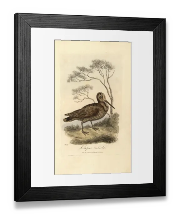 Framed Print : Woodcock, Scolopax rusticola Framed Print : Woodcock, Scolopax rusticola