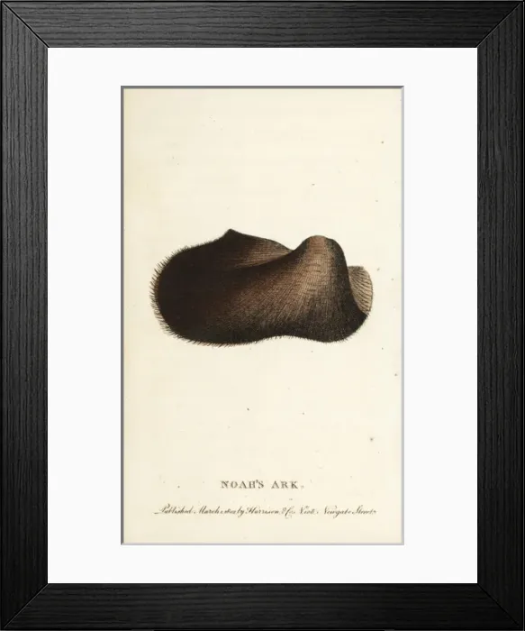 Framed Print : Noahs ark shell, Arca noae Framed Print : Noahs ark shell, Arca noae