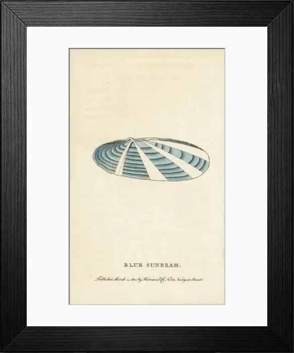 Framed Print : Blue sunbeam shell, Tellina species Framed Print : Blue sunbeam shell, Tellina species