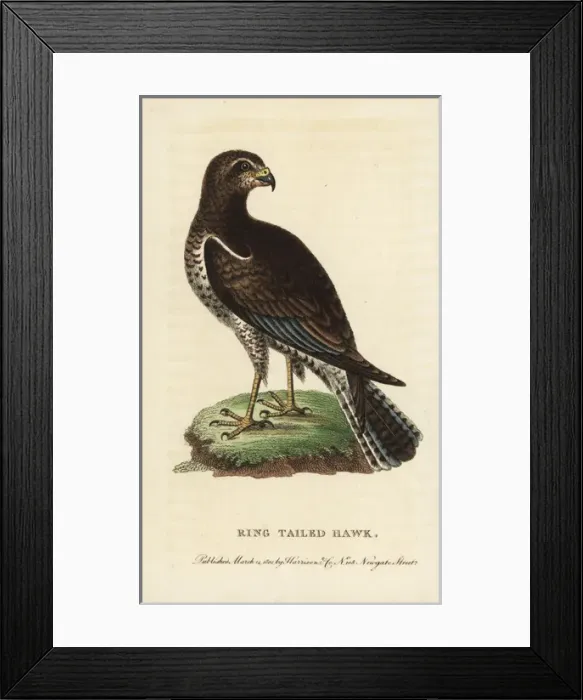 Framed Print : American harrier, Circus hudsonius Framed Print : American harrier, Circus hudsonius
