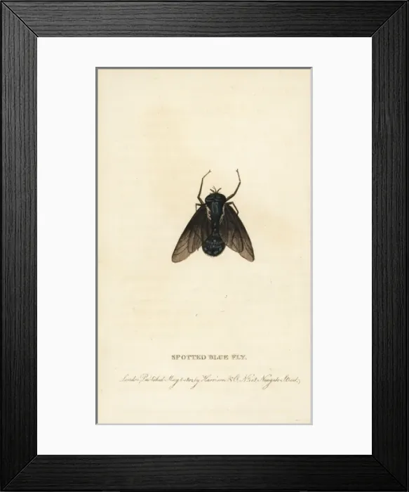 Framed Print : Spotted blue fly of New South Wales Framed Print : Spotted blue fly of New South Wales
