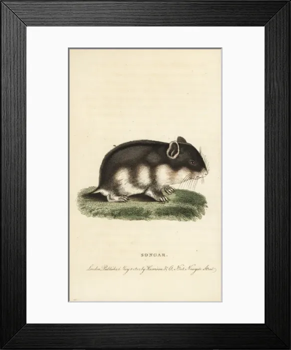 Framed Print : Songar rat, Mus songarus Framed Print : Songar rat, Mus songarus