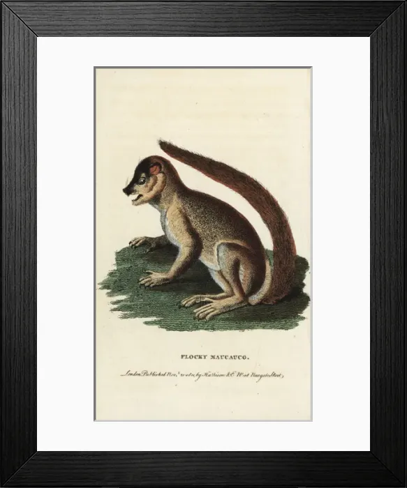 Framed Print : Woolly lemur or indri, Lemur laniger Framed Print : Woolly lemur or indri, Lemur laniger