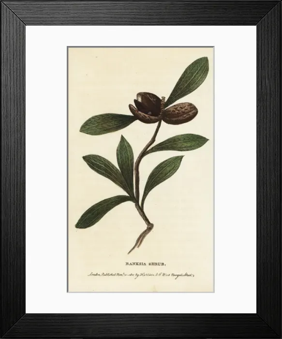 Framed Print : Banksia shrub, unknown species Framed Print : Banksia shrub, unknown species