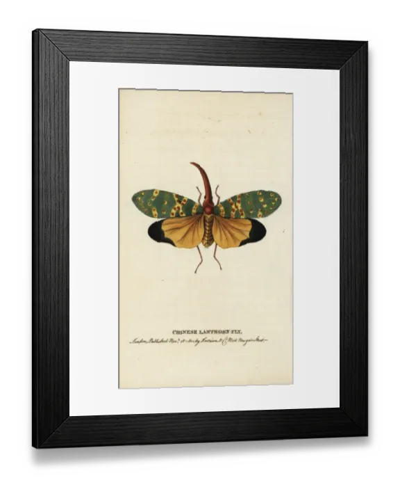 Framed Print : Chinese lanthorn fly, Pyrops candelarius Framed Print : Chinese lanthorn fly, Pyrops candelarius