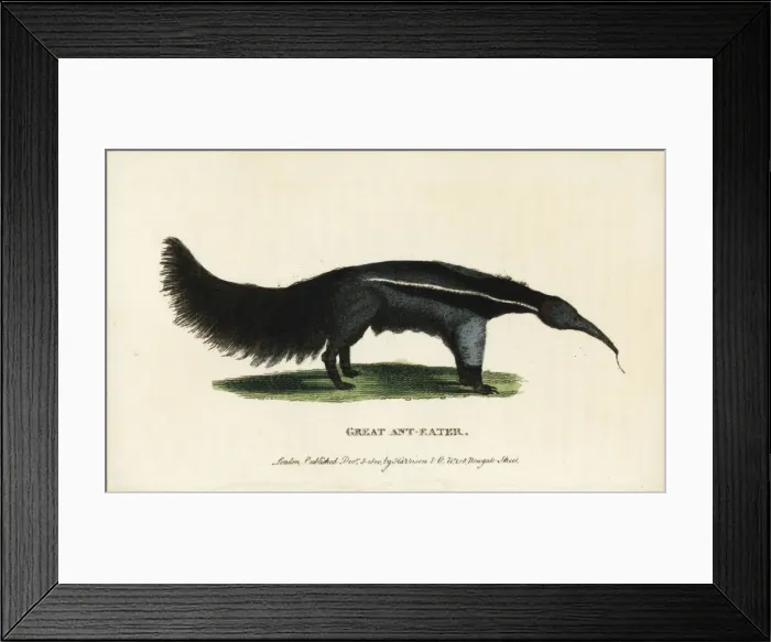 Framed Print : Giant anteater, Myrmecophaga tridactyla Framed Print : Giant anteater, Myrmecophaga tridactyla