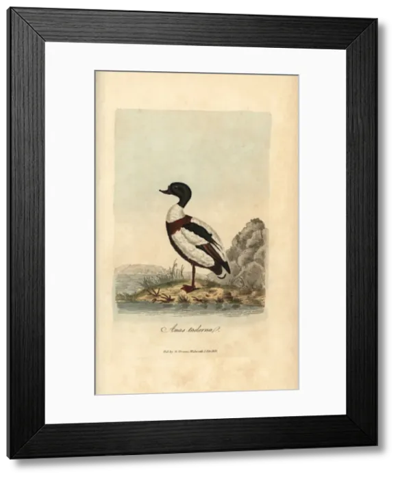 Framed Print : Northern lapwing, Tringa vanellus, Vanellus vanellus Framed Print : Northern lapwing, Tringa vanellus, Vanellus vanellus