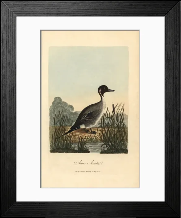 Framed Print : Pintail, Anas acuta Framed Print : Pintail, Anas acuta