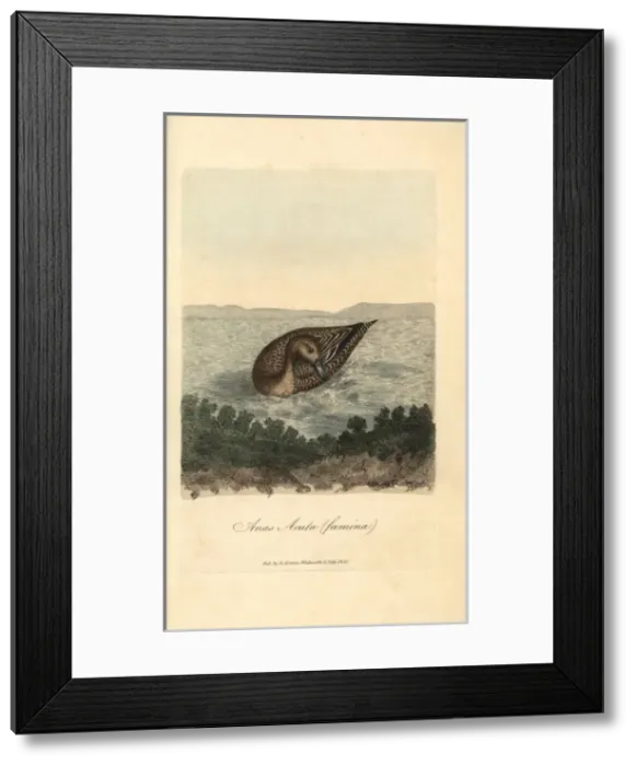 Framed Print : Pintail, Anas acuta (female) Framed Print : Pintail, Anas acuta (female)