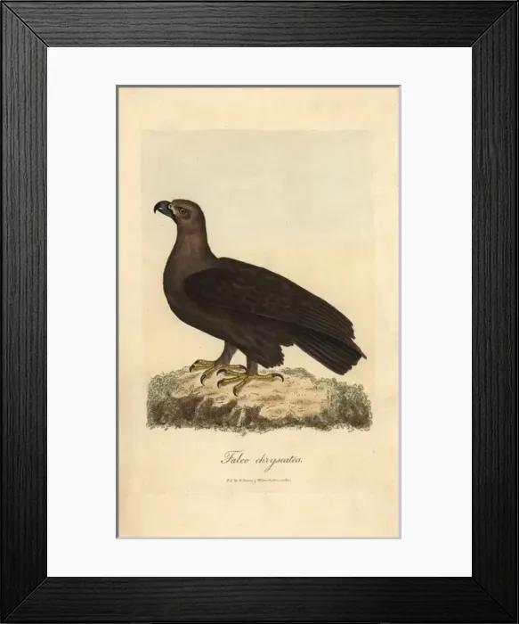 Framed Print : Golden eagle, Falco chryseatos, Aquila chryseatos Framed Print : Golden eagle, Falco chryseatos, Aquila chryseatos