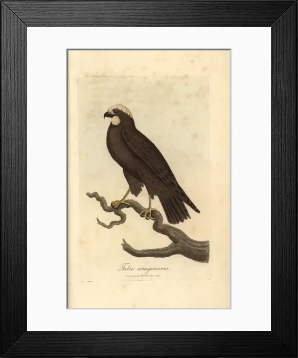 Framed Print : Moor buzzard, Falco aeruginosus, marsh harrier