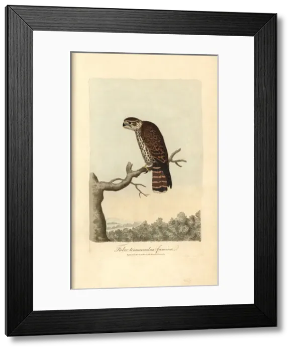 Framed Print : Kestrel, Falco tinnunculus (female)