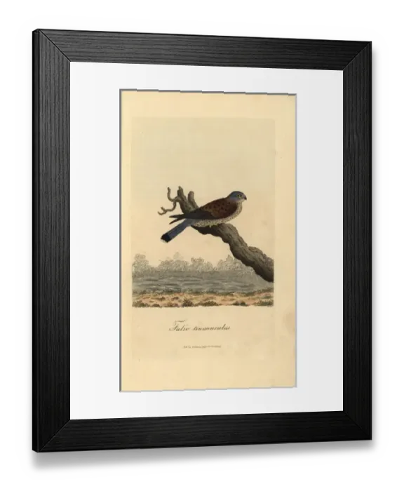 Framed Print : Kestrel, Falco tinnunculus Framed Print : Kestrel, Falco tinnunculus