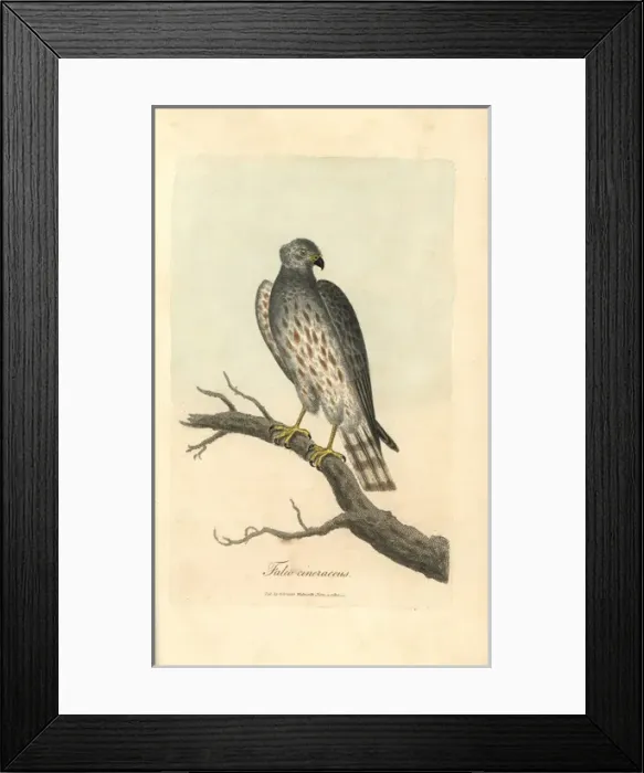 Framed Print : Ash coloured falcon, Falco cineraceus, Montague s Framed Print : Ash coloured falcon, Falco cineraceus, Montague s