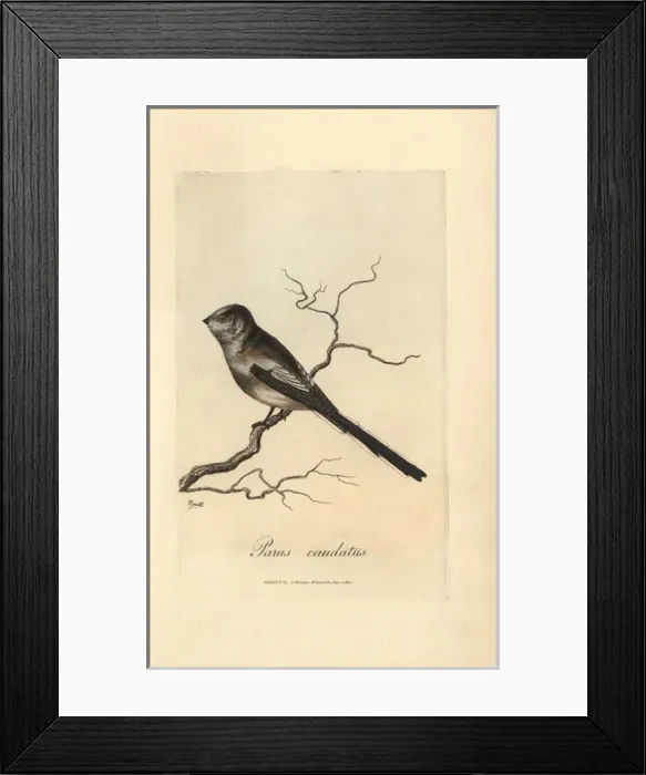 Framed Print : Long-tailed titmouse, Parus caudatus, Long-tailed Framed Print : Long-tailed titmouse, Parus caudatus, Long-tailed