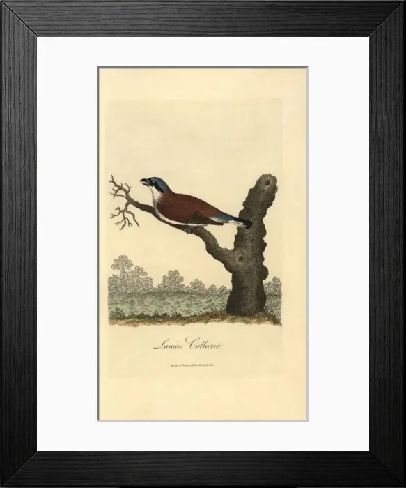 Framed Print : Red-backed shrike, Lanius collurio Framed Print : Red-backed shrike, Lanius collurio