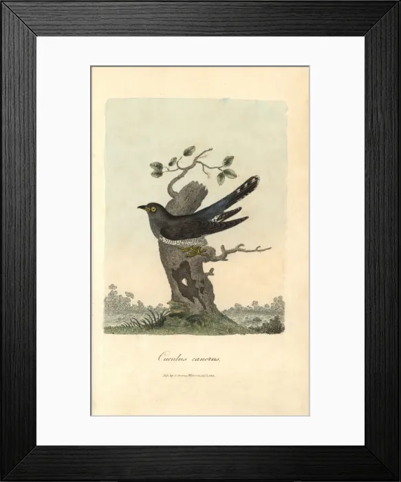 Framed Print : Cuckoo, Cuculus canorus Framed Print : Cuckoo, Cuculus canorus