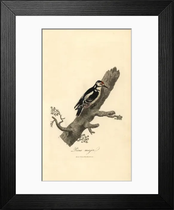 Framed Print : Greater spotted woodpecker, Picus major, Dendrocopos major Framed Print : Greater spotted woodpecker, Picus major, Dendrocopos major